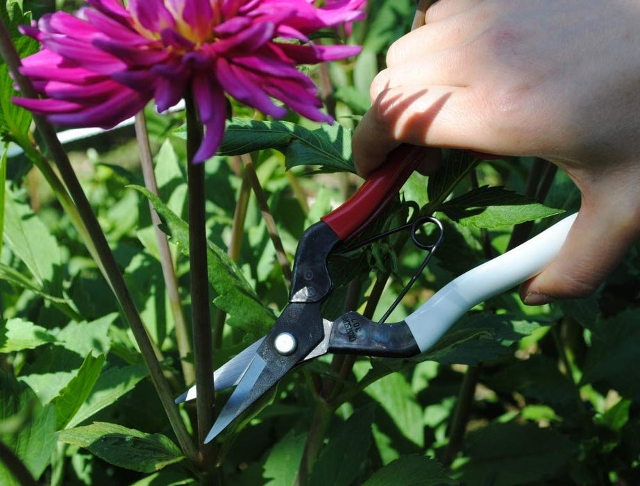 Okatsune 180mm Fruit Thinning Scissors No.307B for Precise Pruning