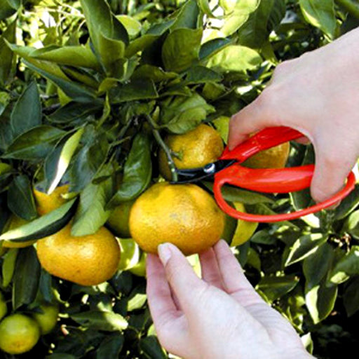 Ars Corporation 410-BP Shears Large Handle Curved Blade Blister Pack-Kiichin - The #1 Place for Japanese Goods in Your Hand!